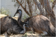 1159193-adult_emu-1